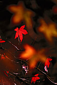 Amberbaum, Herbstfaerbung, Liquidabar styracifua