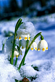 Frühlingsknotenblume, im Schnee Leucojum vernum