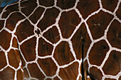 Netzgiraffe, Reticulated Giraffe Giraffa reticulata