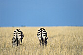 Common Zebras, Equus burchelli, Serengeti National Park, Tanzania