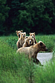 Mother with cubs, Grizzly Bear, Ursus Arctors, Katmai National Park, Alaska, USA