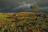 remnants of rusted farm equipment, outback, Australia