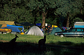 Campsite with tents and kangaroos, Campground at Mt Kosciuszko National Park, Zelten mit Kangaroo