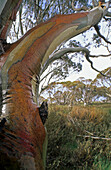 Snow gum, Alpine country, Kosciuszko National Park, New South Wales, Australia