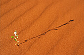 Flower in the Desert. Bluehende Wueste., Australien, red sand and flower in Simpson Desert, Queensland South Australian borders Blüte in der Sandwüste, Simpson Desert
