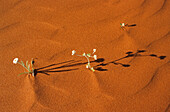 Blühende Wüste, rote Sanddüne und weiße Blumen, Simpson Wüste, Queensland, Südaustralien, Australien