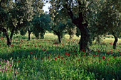 Klatschmohn in Olivenhain, Tuerkei Nature