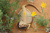 The bearded dragon, a lizard which lives in the semi-desert, here with yellowtop flowers, Australia