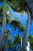 Kokospalmen, Tobago West Indies, Karibik