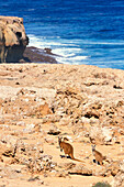 Two kangoroos, Steep Point, socky coast, Shark Bay, Western Australia, Australia