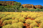 Spinifex gras, Gibb River Road, Kimberley, Western Australla Australia