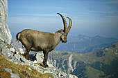 Ibex in the mountains, European Alps