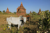 Cattle in front of temple buildings, Landwirtschaft zwischen den Tempeln, Weltkulturerbe, Ruinenfeld Farming between the temples in Bagan, World Heritage