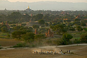 Goats, amongst temples, Bagan, Ziegenherde vor den Tempeln, Pagan, Kulturdenkmal von tausende Ruinen von Pagoden