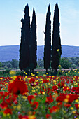 Säulenzypressen, Mohnblumen Mittelmeerraum
