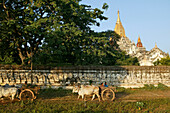 Oxcart, in front of Ananda temple, Landwirtschaft zwischen den Tempeln, Ochsengespann, Karren, Tempel, Weltkulturerbe, Ox and cart passes Ananda Temple in Bagan, World Heritage