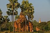 Pagoda and sugar palms, Bagan, Pagode unter Zuckerpalmen, Pagan