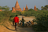 Goats, amongst temples, Bagan, Ziegenherde auf Weg zwischen den Tempeln, Pagan, Kulturdenkmal von tausenden Ruinen von Pagoden