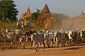 Oxen between temple buildings, Ochsenherde zwischen Tempeln, Weltkulturerbe, Oxen pass between temples in Bagan, World Heritage