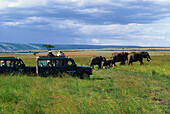 Elefanten Safari mit dem Jeep, Kenia, Afrika