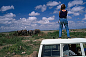 Safari, Amboseli NP, Kenia