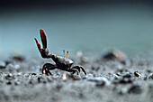 Fiddler Crab waving, Caroni Swamps, Trinidad, Caribbean