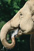 Porträt eines indischen Elefanten beim Trinken, Indien