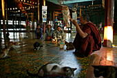Nga Phe Kyaung, jumping cats, Inle Lake, Monk with jumping cats, Nga Phe Monastery, Inle-See, bekannt als Kloster der springenden Katzen