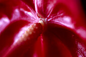 Orchid, Detail, Mauritius