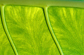 Leaf, Close-up, Mauritius
