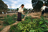 Schulgarten, Selbsthilfeprojekt der DWHH, Dorf Lui, Nangkeen Salavane-Provinz, Laos