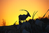 Oryx antelopes at sunset, Al Maha Desert Resort, Dubai, V.A.E., United Arab Emirates, Middle East, Asia