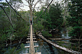 Plank bridge, Narcissus River, Overland Track Tasmania, Australia