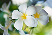 Ylang-Ylang Blume, Frangipaniblüte, FrangipaniMalediven
