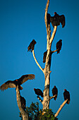 Vultures, Zapata Cuba