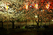 Cherry blossom party, Sumida River Park, Hanami Tokyo, Japan