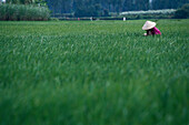 Rice cultivation, North Vietnam Vietnam