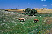Cork Oaks&Cows, near Beja, Alentejo Portugal