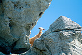 Ziege zwischen Felsen, Naxos, Kykladen, Griechenland