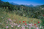 Blooming mountain meadow, Naxos Cyclades , Greece
