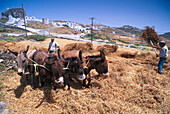 Donkeys threshing near Chora, Amorgos Cyclades , Greece