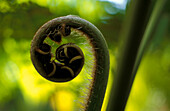 Jardim Bonatico, Farntrieb, Funchal, Madeira Portugal