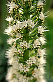 Tajinaste, Echium, Quinta da Boa Vista, Funchal, Madeira, Portugal