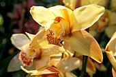 Orchid, Quinta da Boa Vista, Funchal, Madeira, Portugal