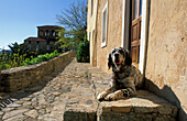 Hund im Dorf Lama, Nebbio, Korsika, Frankreich