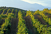 Vineyard in Aleria, Corsica, France