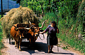 Woman with ox cart, Monte, Portugal