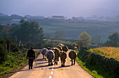 Cattle drive to Pitoes des Junias, Serra do Geres, Portugal