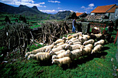 Sheep at Sedra village, Serra da Peneda, Portugal