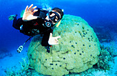 Diver okay, Cod hole, Great Barrier Reef Queensland, Australia